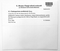 Cladosporium uredinicola image